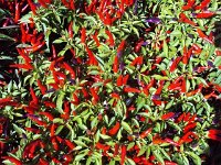 photos 2000-200902717